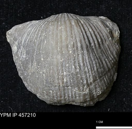 Stropheodonta navalis boonensis