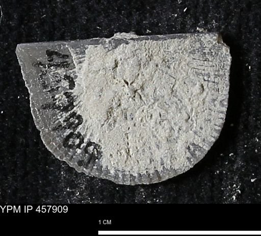 Strophodonta sp.