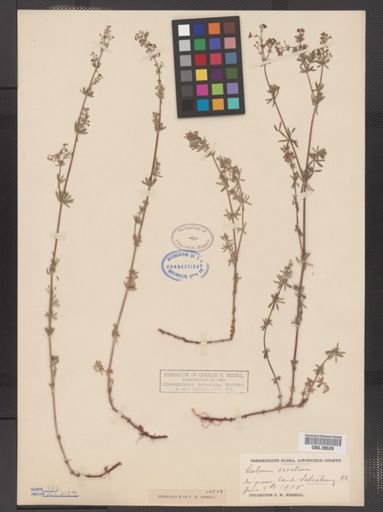 Galium erectum