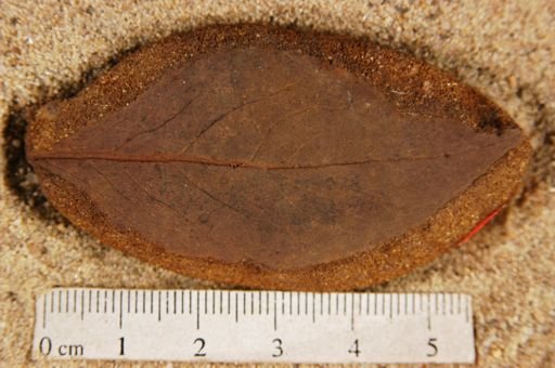 Populus kansaseana
