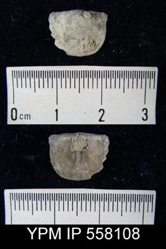 Pholidostrophia sp.