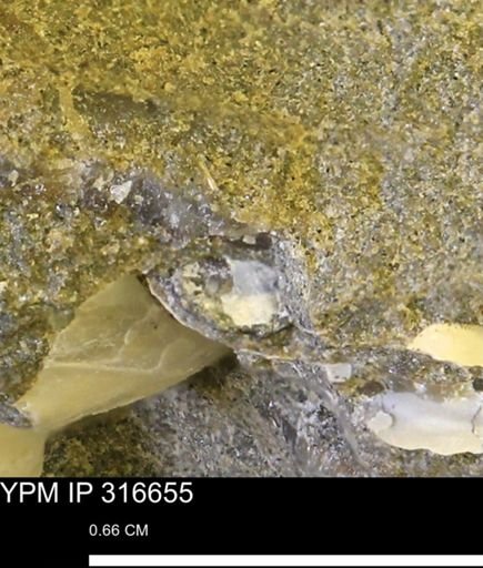undet. Mollusca