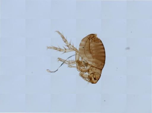 Echidnophaga gallinacea
