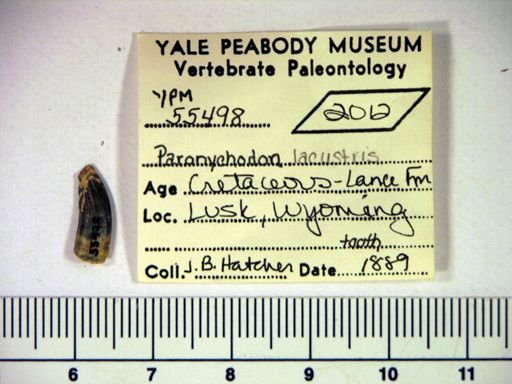 Paronychodon lacustris