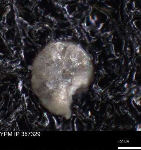undet. Foraminiferida