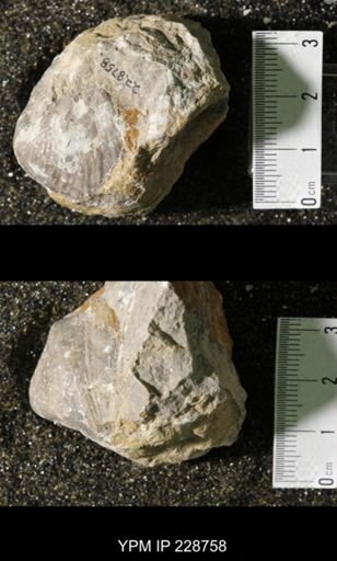 Neospirifer triplicatus gibbosus
