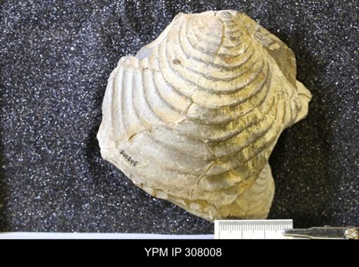 Inoceramus sp.