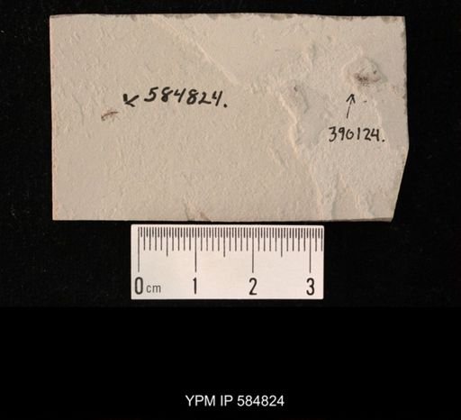 undet. Coleoptera