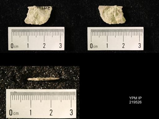 Chonetes granulifer