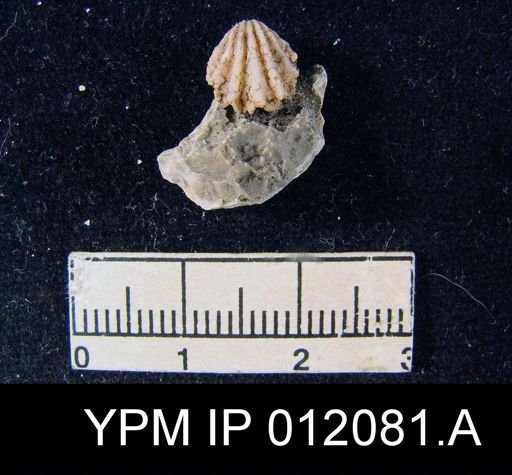 Hustedia meekana