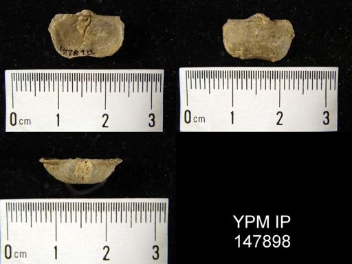 Marginifera splendens