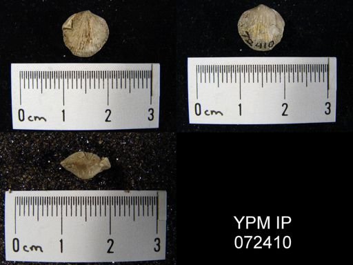 Atrypa tennesseensis