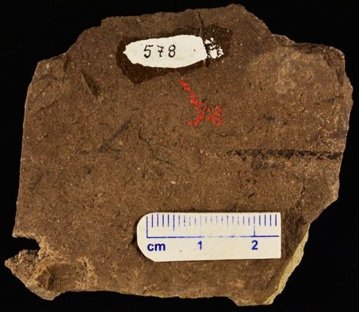 Lepidodendron sp.