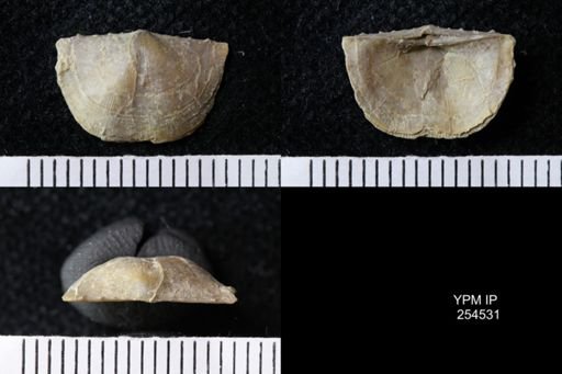 Chonetes sp.