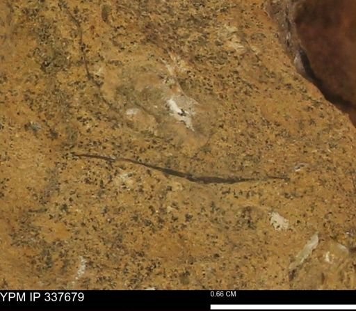 undet. Mollusca