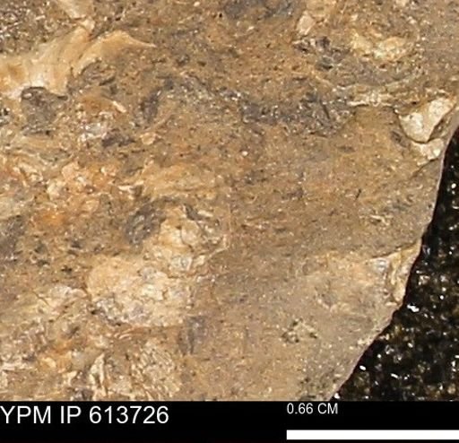 Scaphites sp.