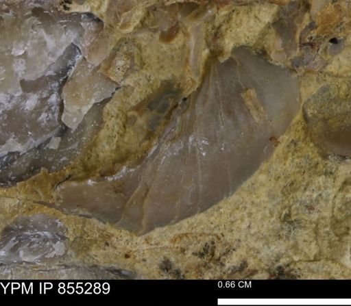 undet. Gryphaeidae