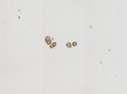 Cittotaenia pectinata