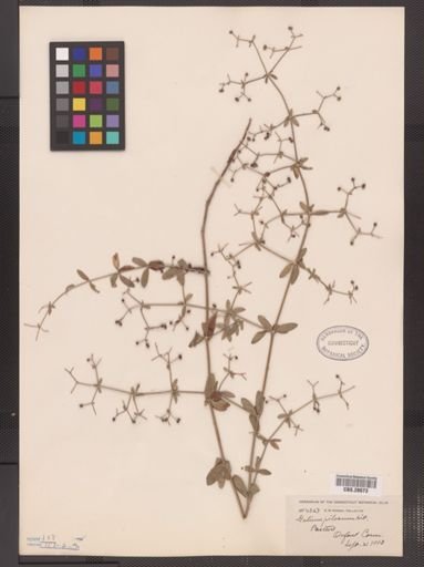 Galium pilosum