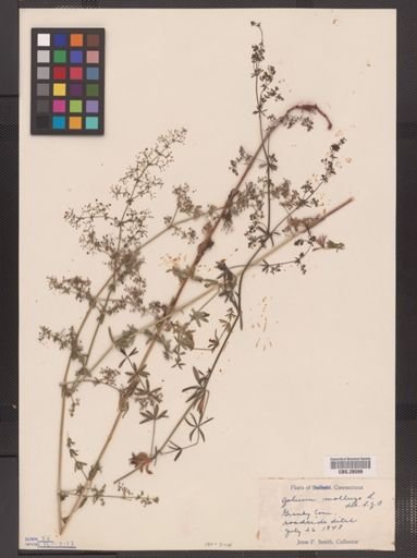 Galium mollugo