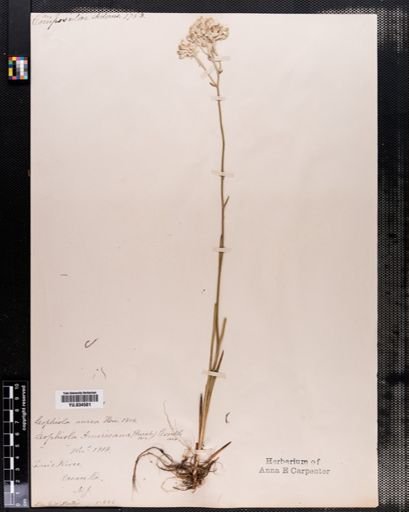 Lophiola aurea
