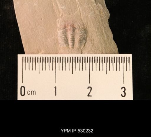 Elrathia kingi