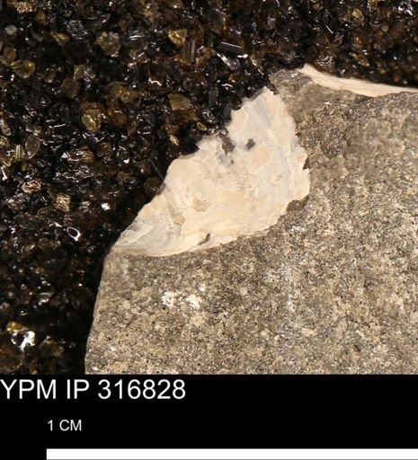 undet. Mollusca