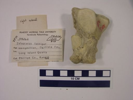 Teleoceras fossiger