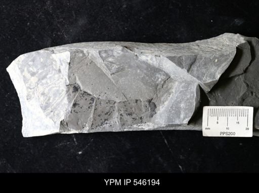 undet. Eurypterida