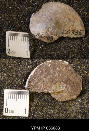 Sphenodiscus sp.