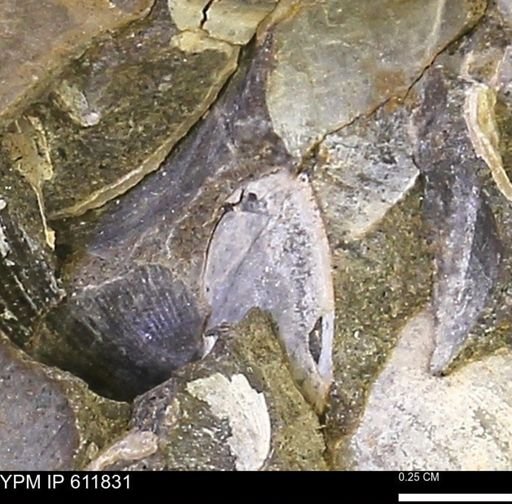 Protocardia sp.
