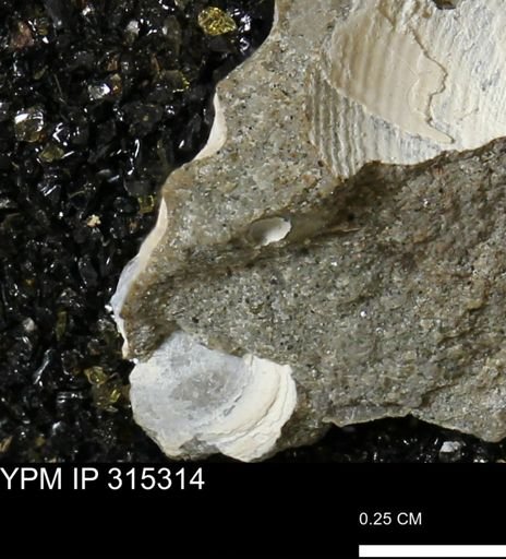 undet. Mollusca