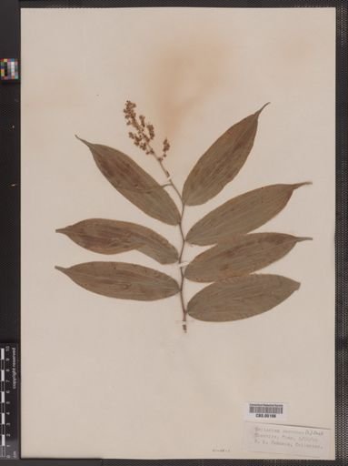 Maianthemum