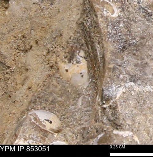 Limopsis striatopunctatus