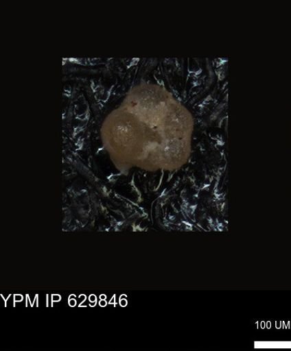 undet. Foraminiferida