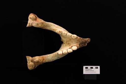 Odobenus rosmarus