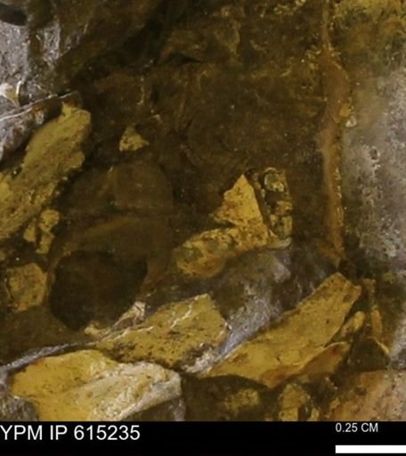 undet. Mollusca