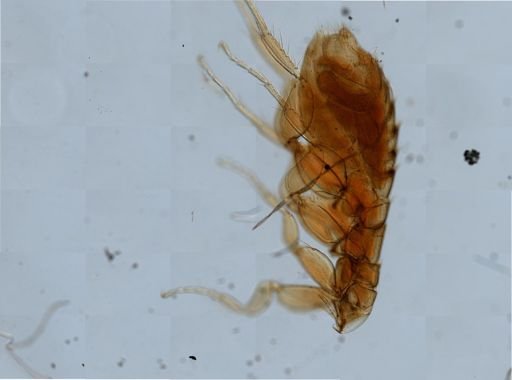 Myodopsylla insignis