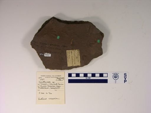 Cheirotheroides pilulatus