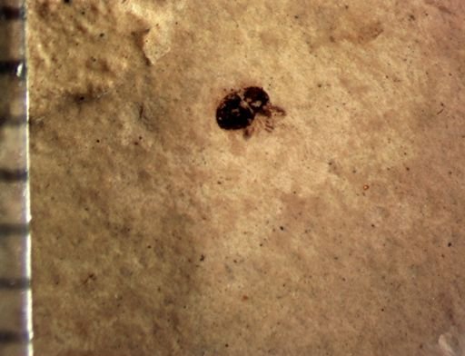 Curculionidae?