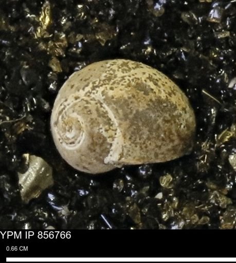 Euspira sp.