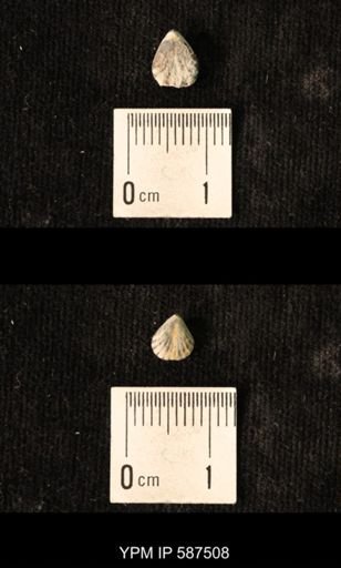 Camarotoechia whitei