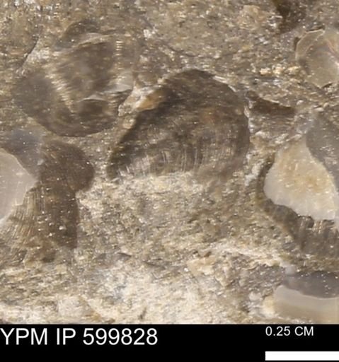 Protocardia subquadrata