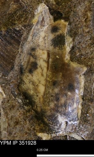 undet. Bivalvia