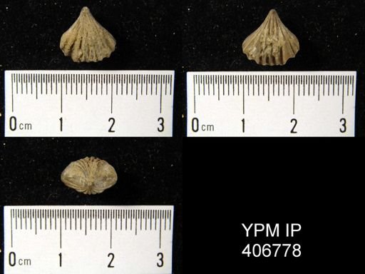 Rhynchotreta cuneata