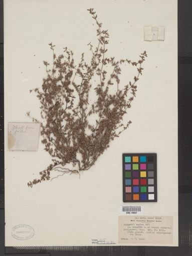 Euphorbia supina