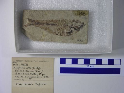 Knightia alta