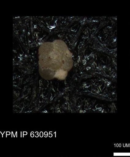 undet. Globigerinina