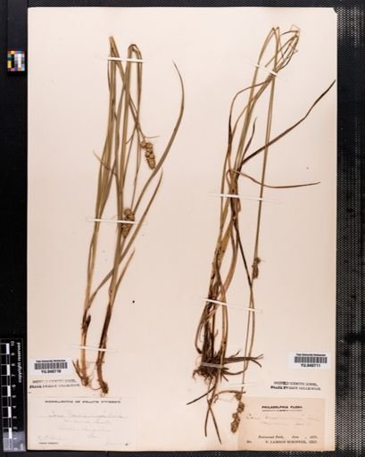 Carex muhlenbergii