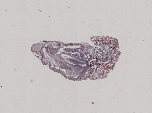 Crepidula convexa